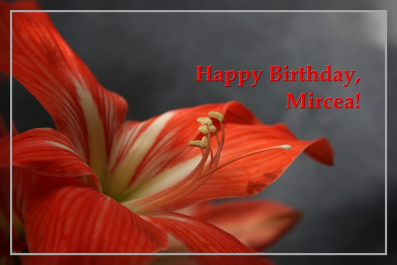 фото "HAPPY BIRTHDAY DEAR MIRCEA!" метки: , 