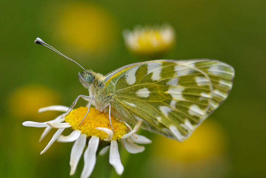 photo "***" tags: nature, insect