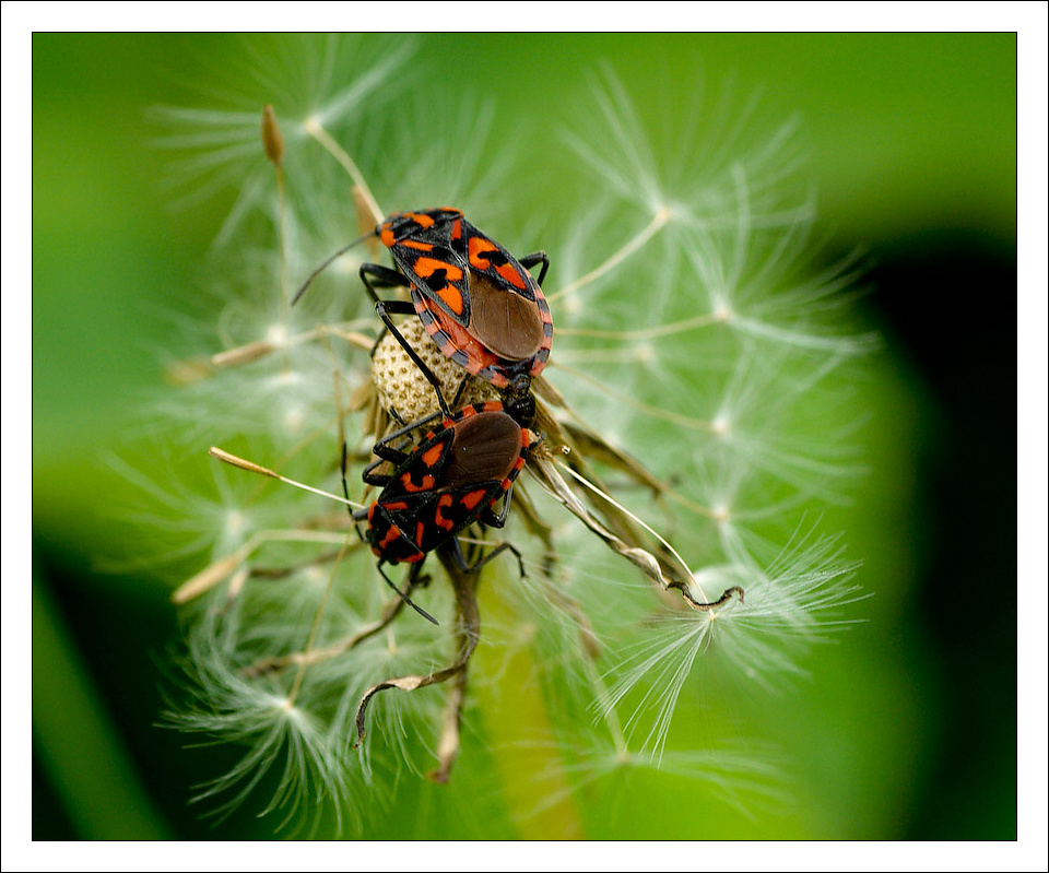 photo "***" tags: nature, insect