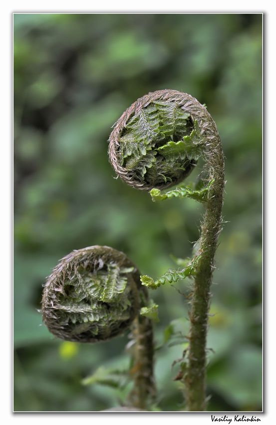 photo "Awakening" tags: macro and close-up, nature, flowers