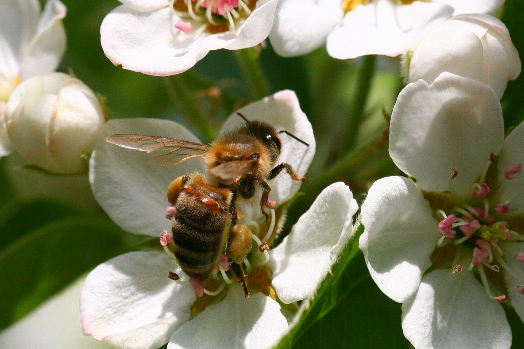 photo "***" tags: nature, macro and close-up, insect