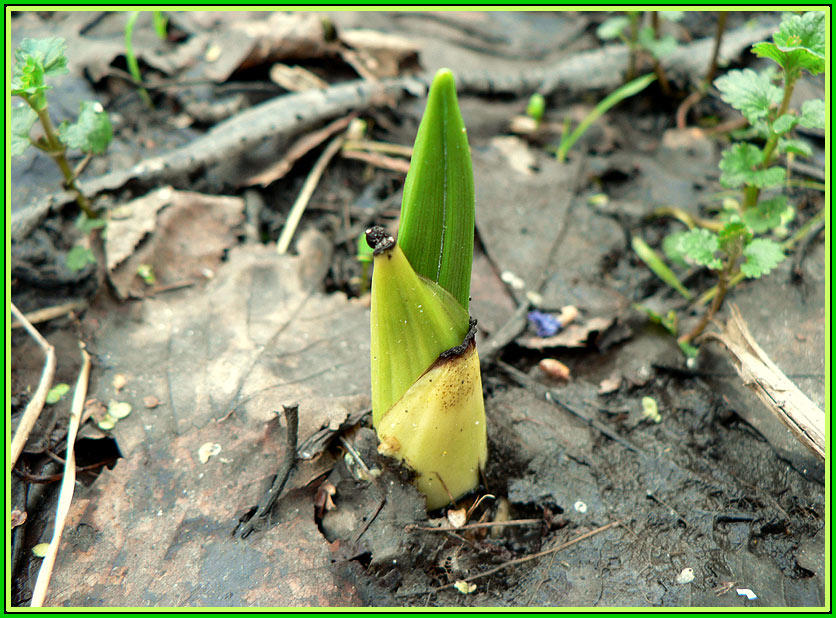 photo "germination of banana :)" tags: macro and close-up, humor, 