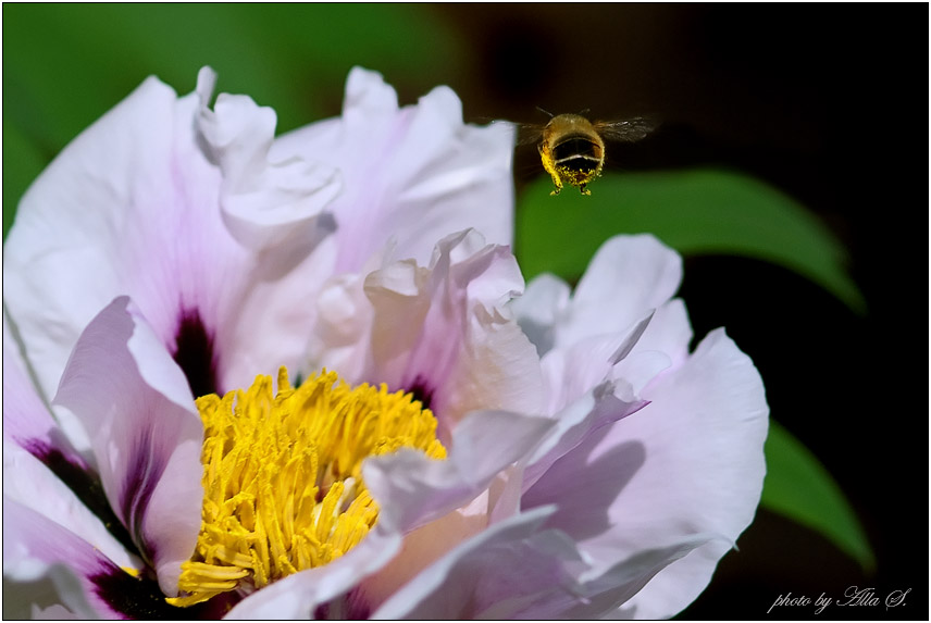 photo "***" tags: nature, flowers, insect