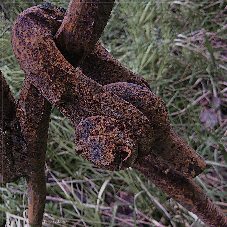 photo "Strange bird" tags: fragment, misc., 