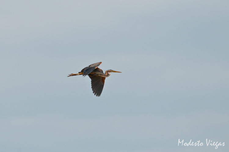 фото "Gar&#231;a-vermelha (Purple Heron)" метки: природа, дикие животные