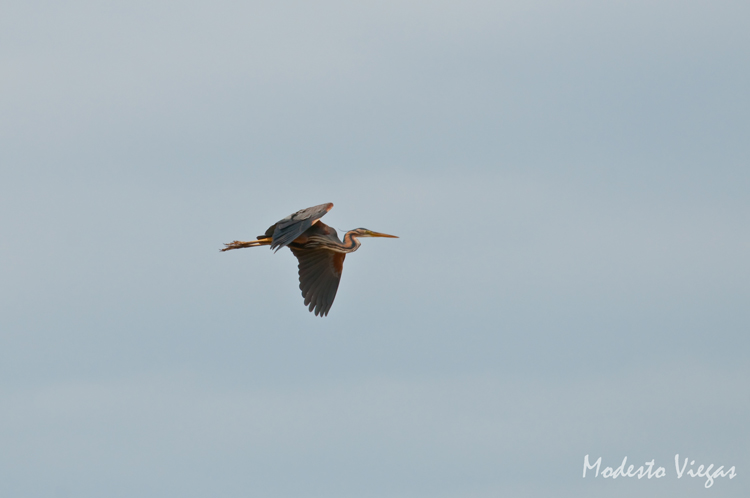 фото "Gar&#231;a-vermelha (Purple Heron)" метки: природа, дикие животные