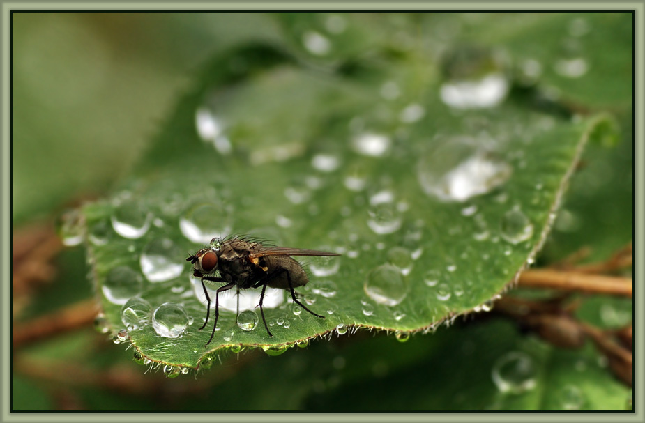 photo "After the rain" tags: macro and close-up, nature, insect