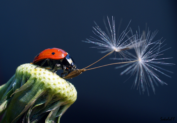 photo "макро,насекомые,божья коровка" tags: macro and close-up, nature, insect