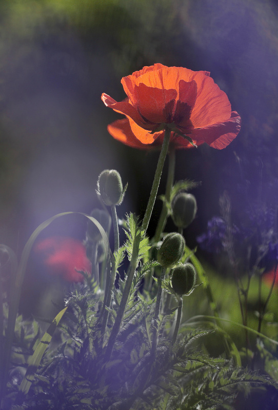 photo "blue Papaver rhoeas" tags: nature, flowers