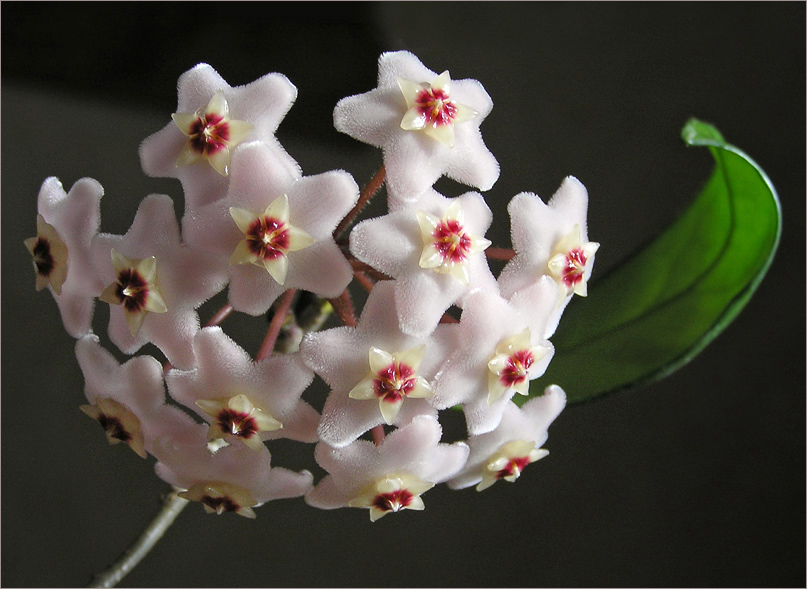 photo "Galaxy Hoya" tags: nature, macro and close-up, flowers