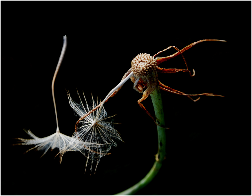 photo "Last  dance." tags: nature, flowers