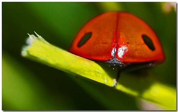 photo "Beetle Booty" tags: nature, macro and close-up, insect