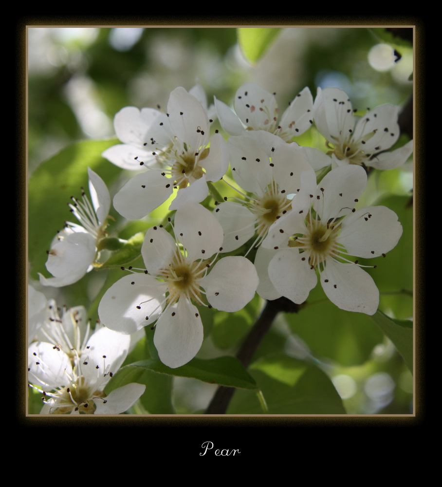 photo "***" tags: nature, 