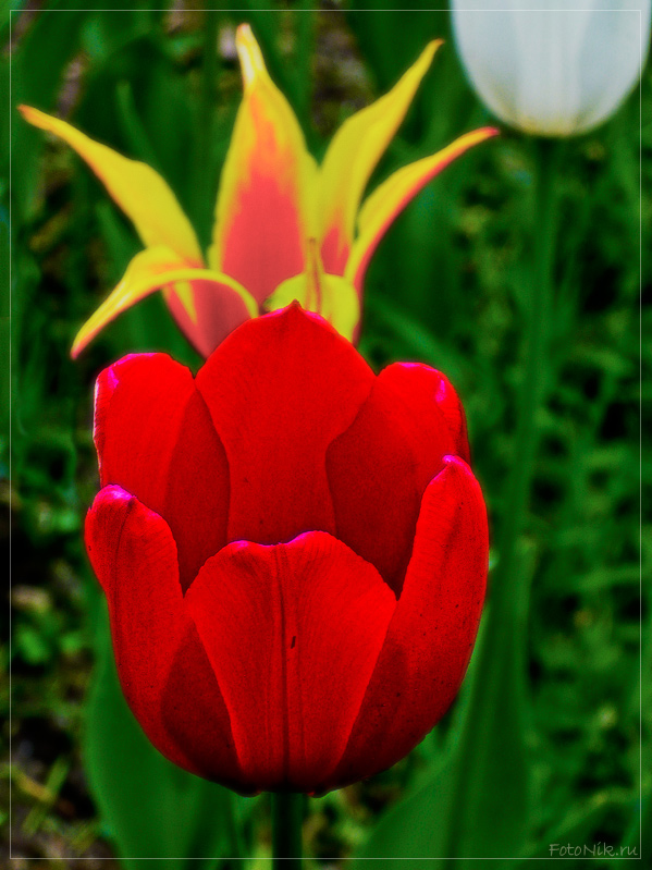 фото "Король-тюльпан" метки: природа, разное, цветы