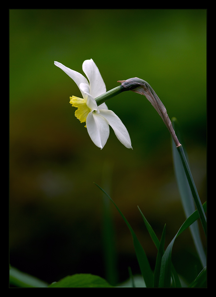 фото "Нарцисс" метки: природа, цветы