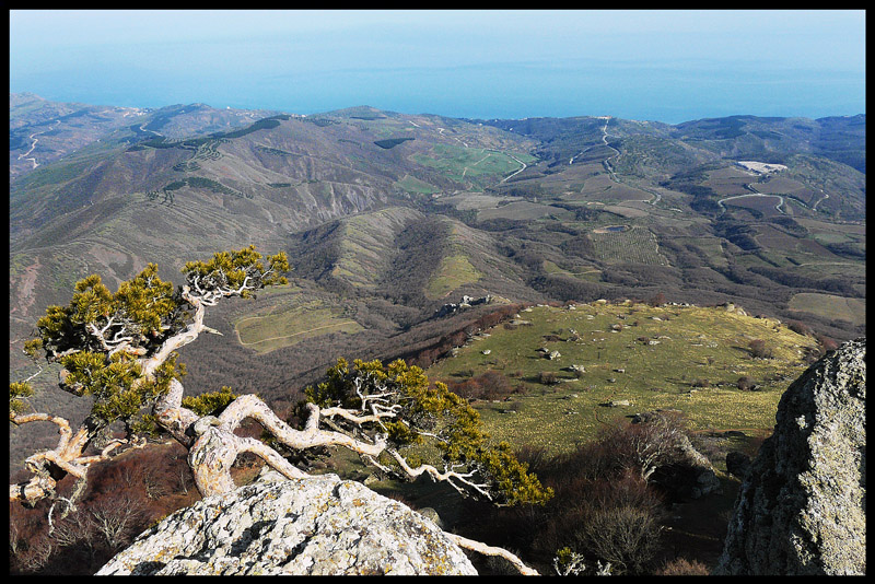 photo "Tree-supervisor" tags: landscape, travel, 