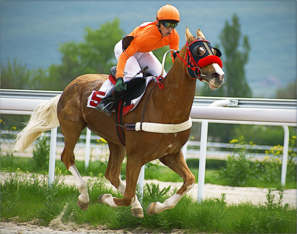 photo "Bird to victory" tags: sport, 