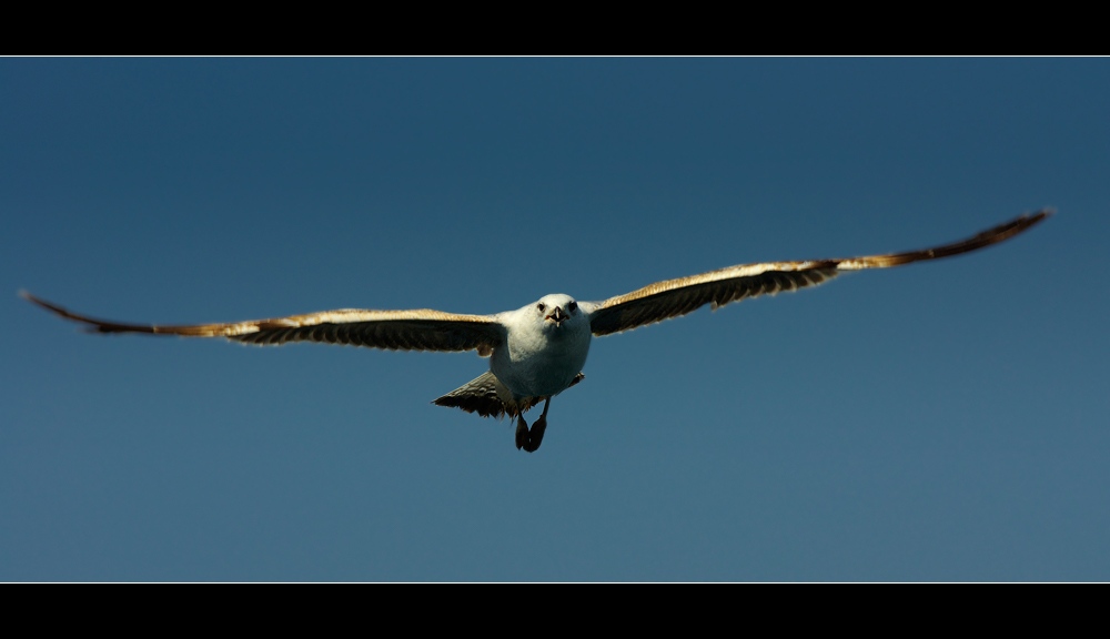 фото "I Believe I Can Fly" метки: природа, дикие животные