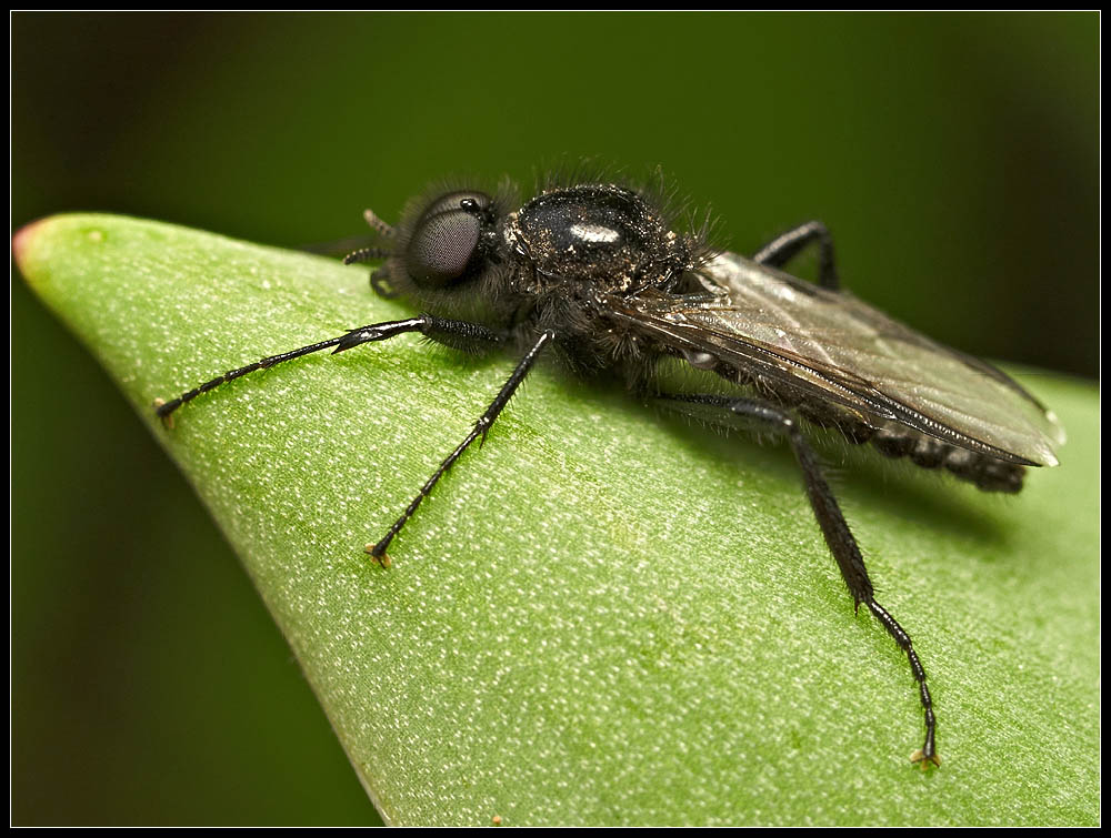 photo "***" tags: macro and close-up, nature, insect