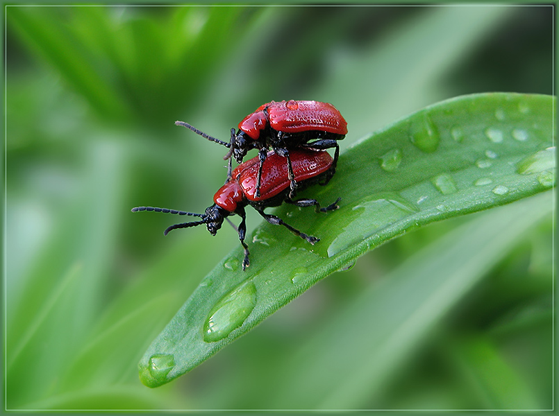 фото "Весенние игры" метки: природа, насекомое