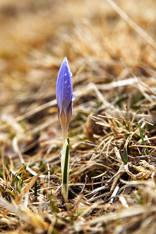 photo "***" tags: nature, flowers