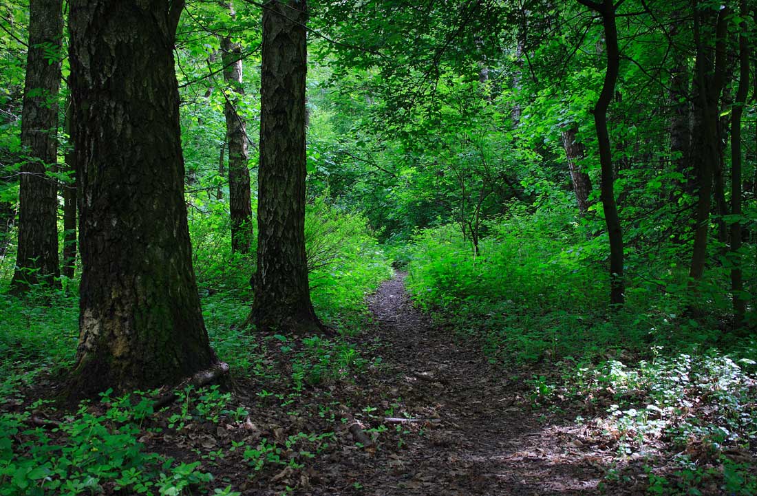 photo "***" tags: landscape, forest, summer