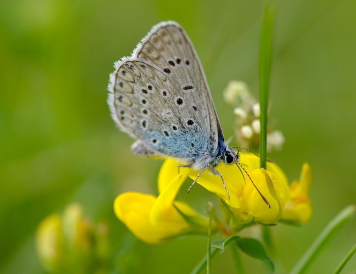 photo "***" tags: nature, insect