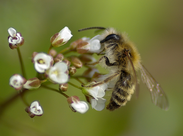 photo "***" tags: nature, insect