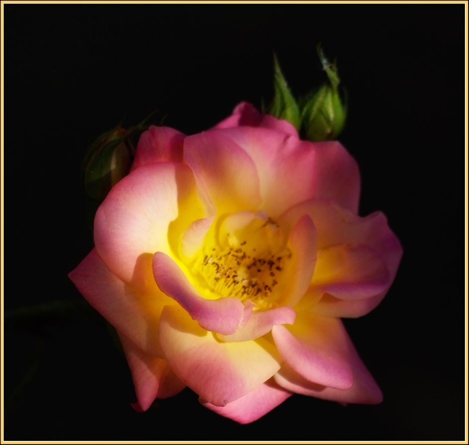фото "Чайная Роза" метки: природа, цветы