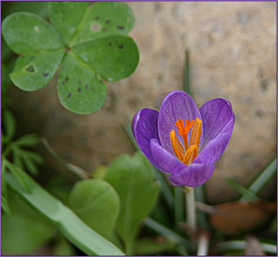 photo "Забытый" tags: nature, flowers