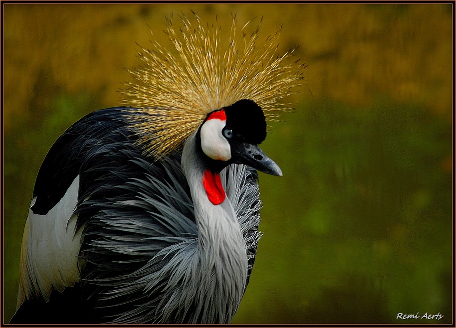 photo "golden crown" tags: nature, wild animals