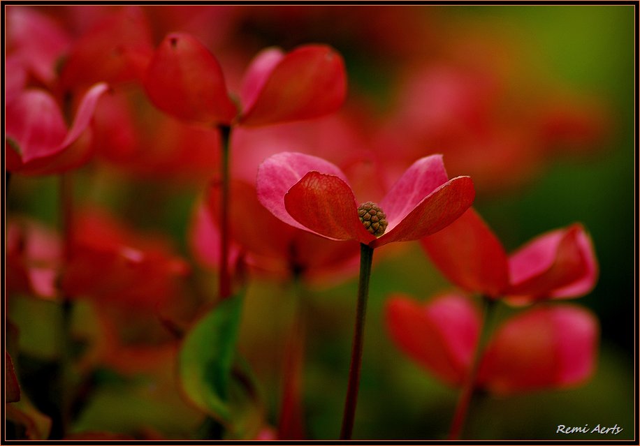 photo "little red" tags: nature, macro and close-up, flowers