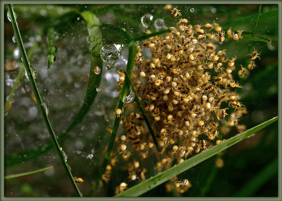 photo "Warm nest" tags: macro and close-up, nature, insect
