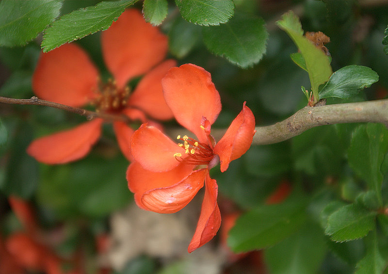 photo "***" tags: macro and close-up, misc., 