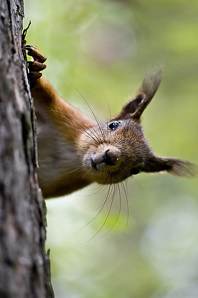 photo "***" tags: nature, wild animals