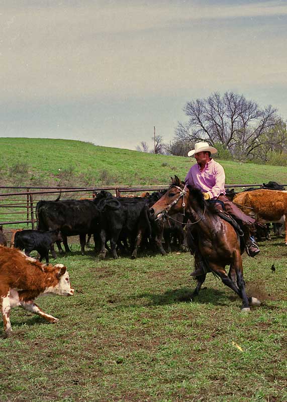 photo "Cutting Horse & Rider" tags: reporting, nature, pets/farm animals