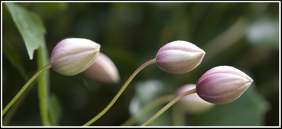 photo "Parade" tags: nature, flowers