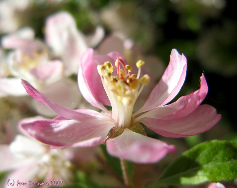 photo "Flower of apple tree" tags: macro and close-up, nature, flowers