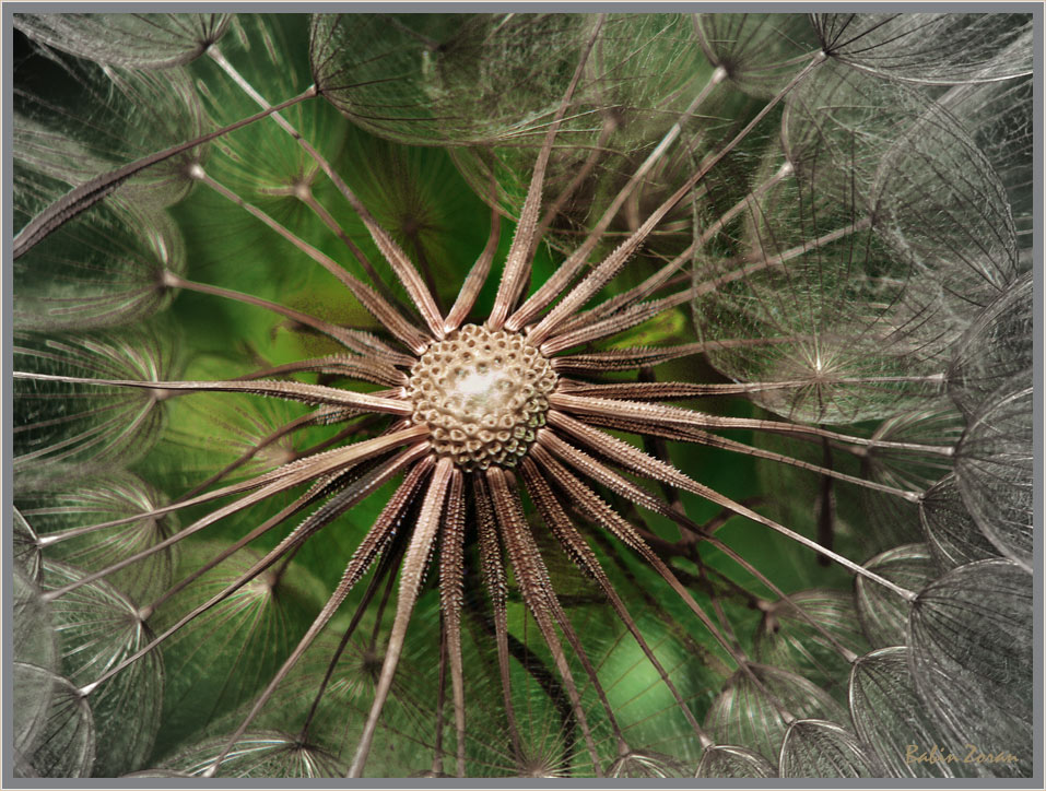 photo "taraxacum" tags: macro and close-up, nature, flowers