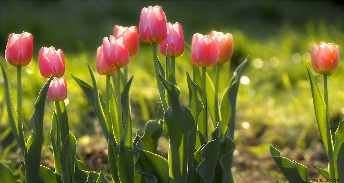 Фотосессия Blossom с тюльпанами. В какой Республике расцветут тюльпаны.