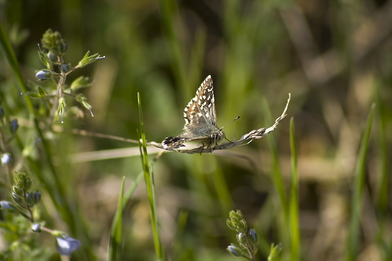 photo "***" tags: nature, 