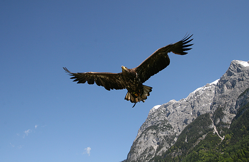 photo "***" tags: nature, landscape, mountains, wild animals