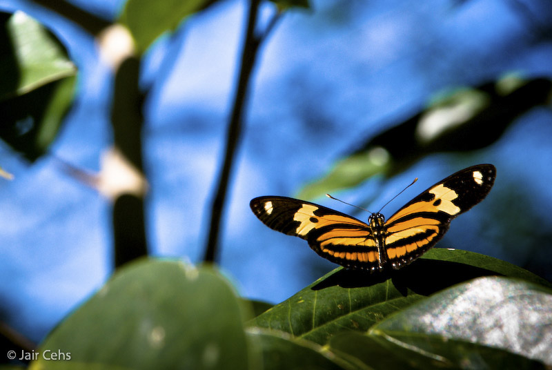 photo "***" tags: nature, macro and close-up, 