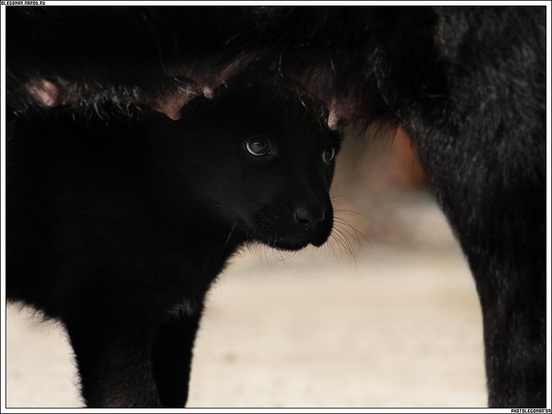 photo "I shall drink frOm Tthis" tags: nature, pets/farm animals