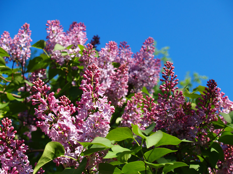 photo "***" tags: nature, flowers