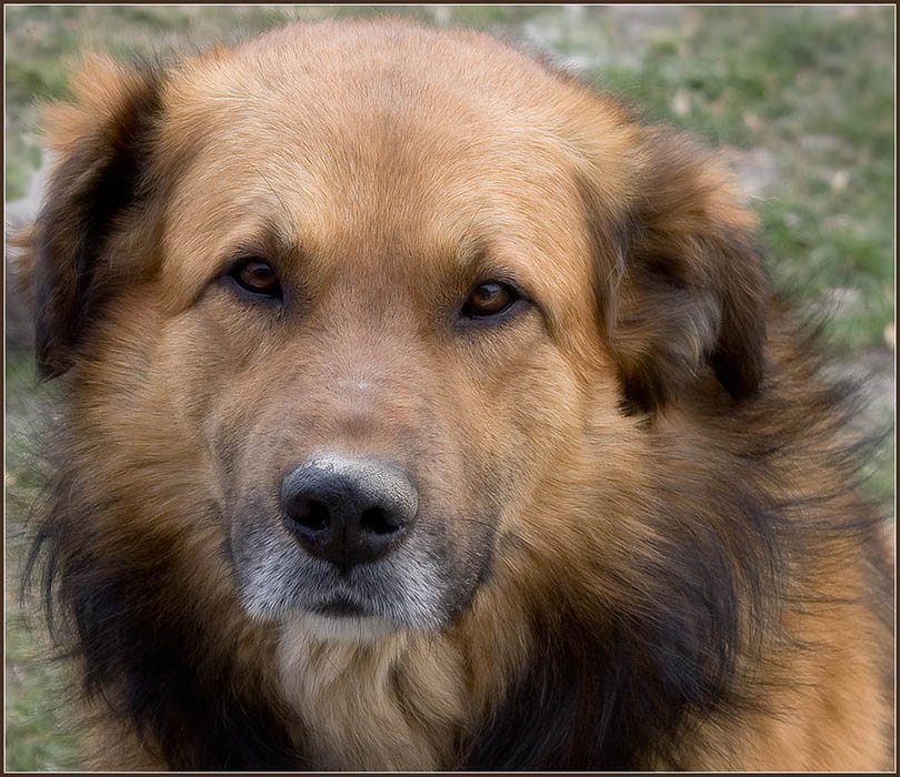 фото "Пёс Барбос" метки: природа, домашние животные