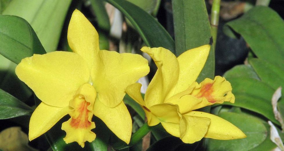 photo "Cattleya Orchid" tags: nature, macro and close-up, 