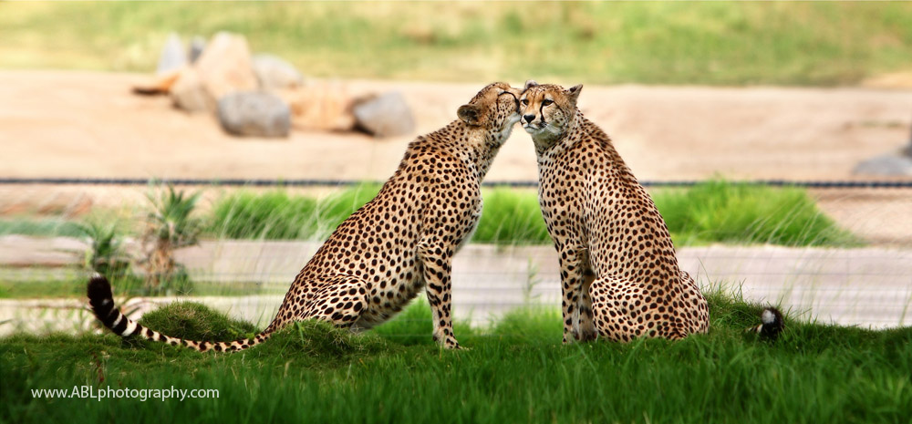 photo "first kiss" tags: nature, travel, North America, wild animals