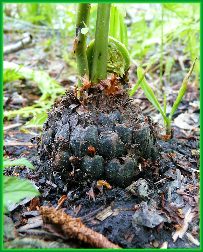 photo "pineapple for andrew bart :)" tags: macro and close-up, humor, 