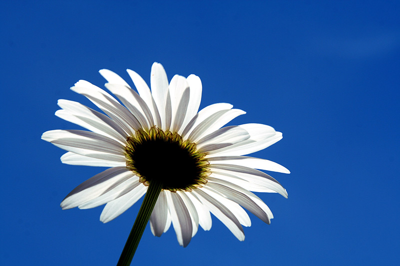 photo "Flower of light II" tags: nature, macro and close-up, flowers